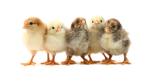 Photo of Many cute chicks isolated on white. Baby animals