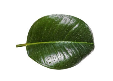 Photo of Fresh green leaf of Ficus elastica plant isolated on white