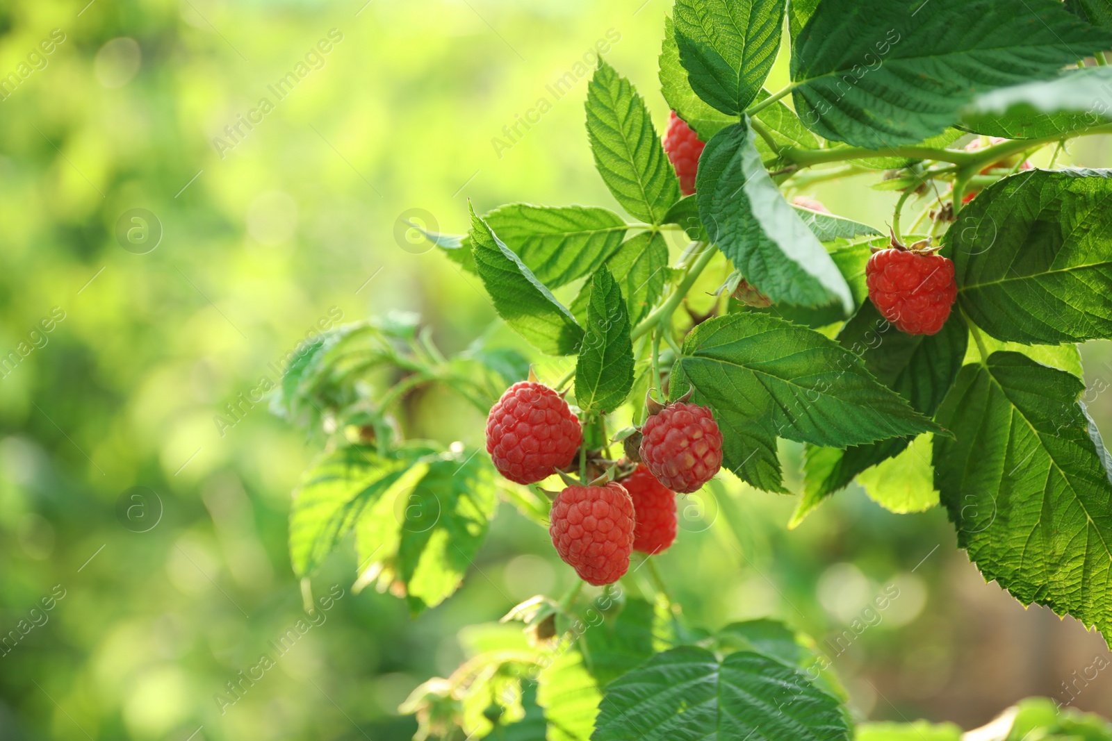 Photo of Raspberry bush with tasty ripe berries in garden, closeup