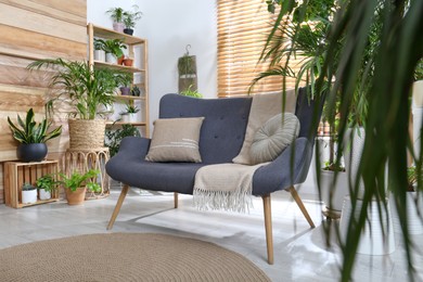 Comfortable sofa and beautiful houseplants in room. Lounge area interior