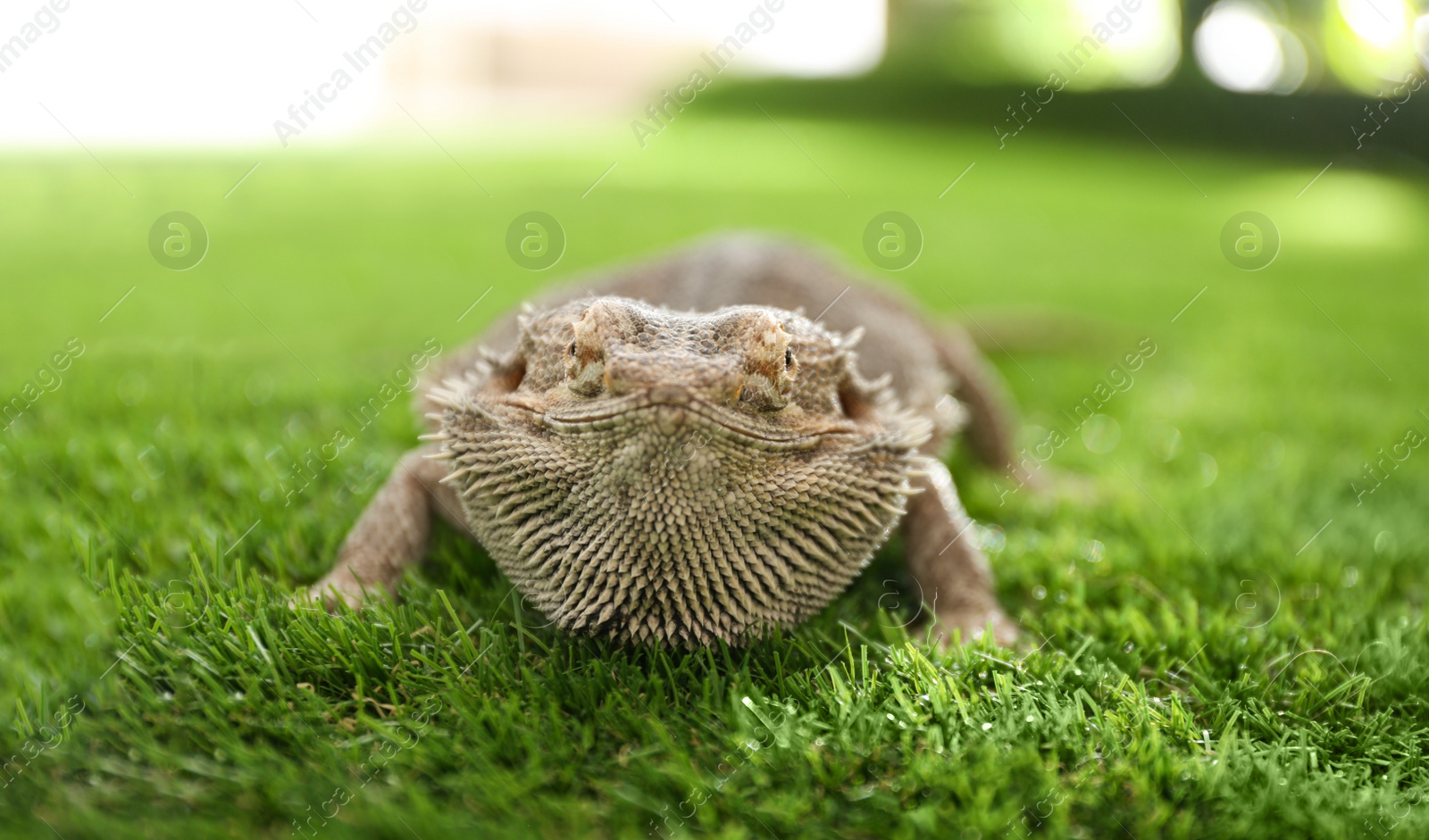 Photo of Bearded lizard (Pogona barbata) on green grass, closeup. Exotic pet