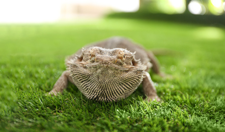 Photo of Bearded lizard (Pogona barbata) on green grass, closeup. Exotic pet