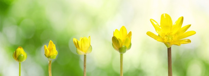 Image of Blooming stages of yellow lesser celandine flower on blurred background