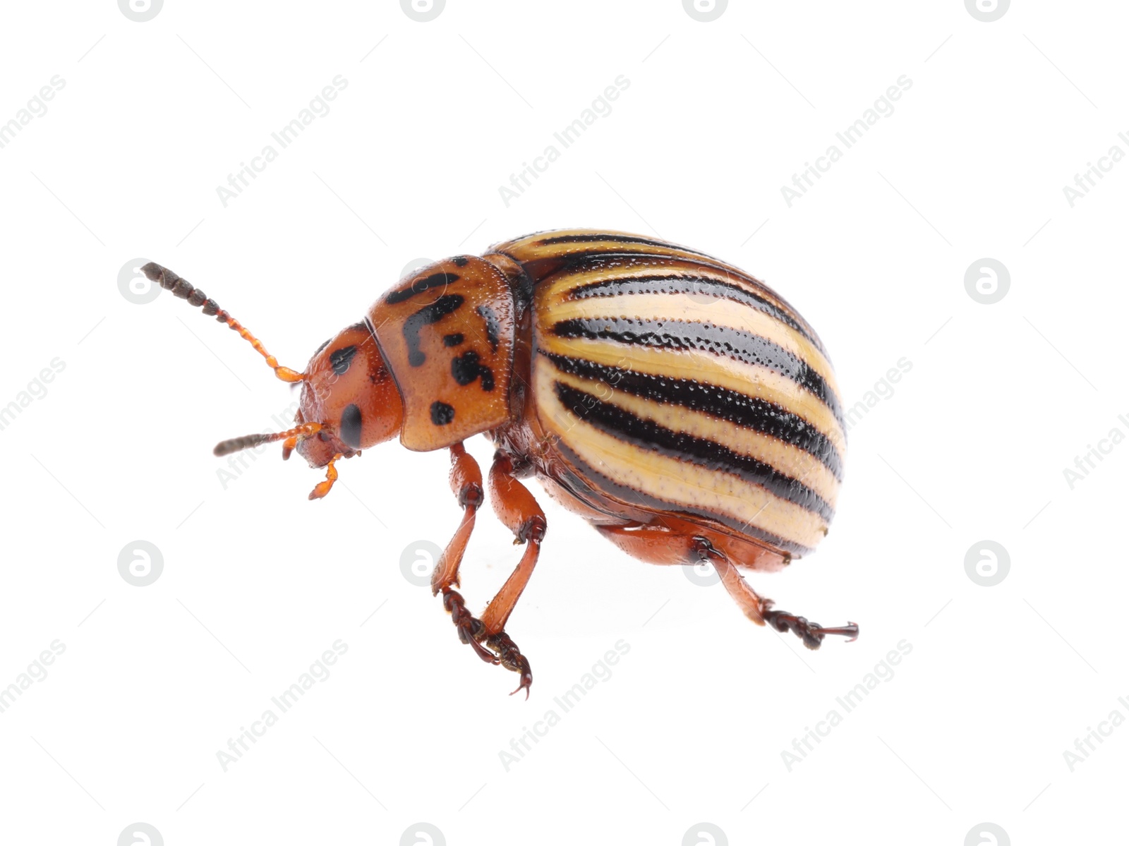 Photo of One colorado potato beetle isolated on white