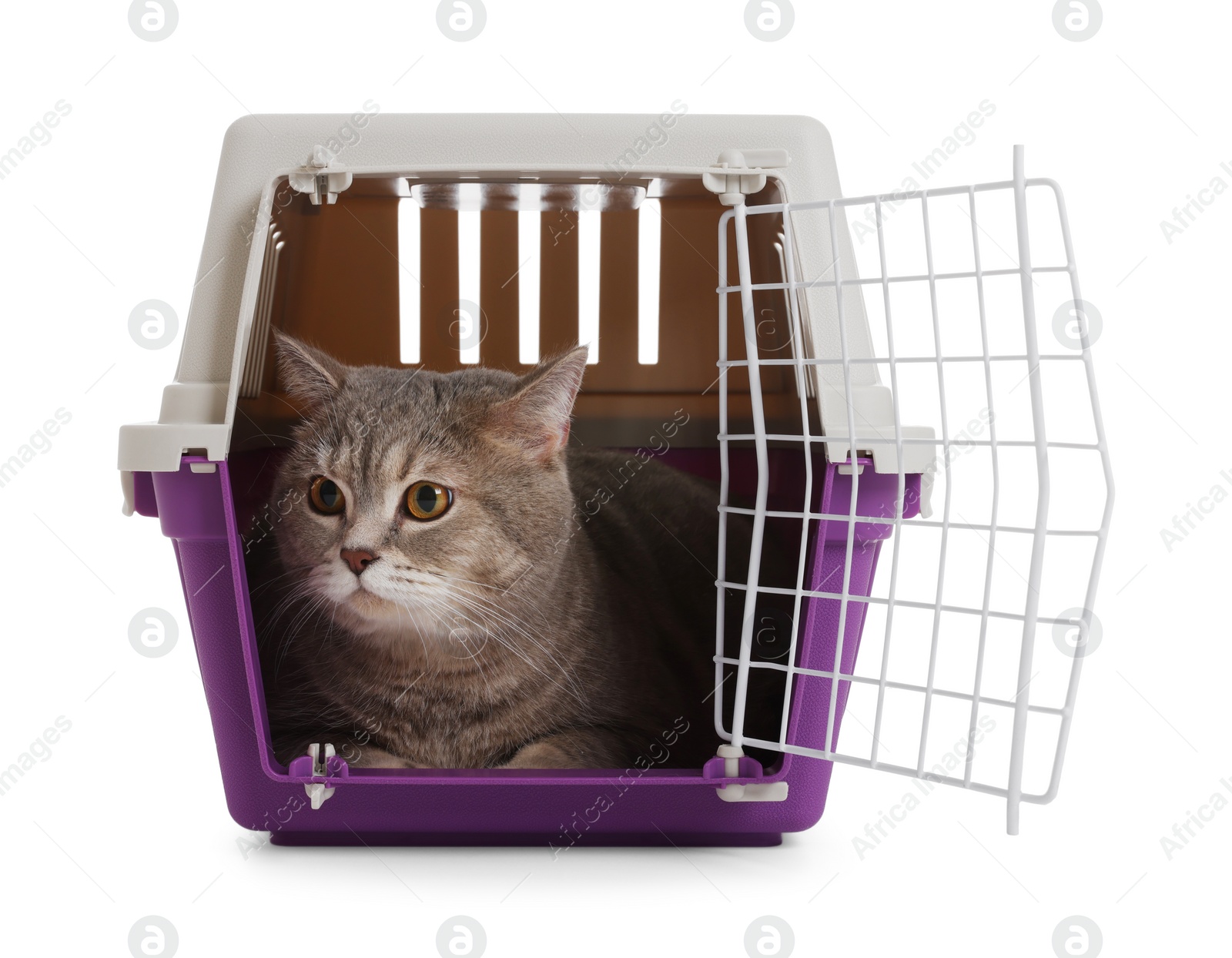 Photo of Travel with pet. Cute cat in carrier on white background