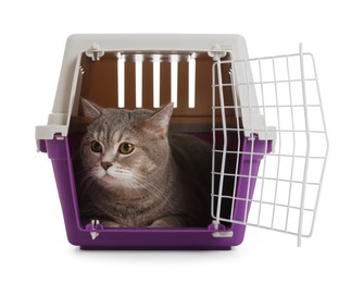 Photo of Travel with pet. Cute cat in carrier on white background