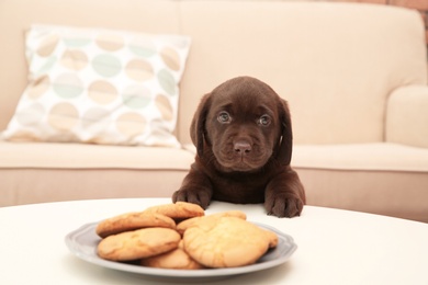 Photo of Chocolate Labrador Retriever puppy near plate with cookies indoors