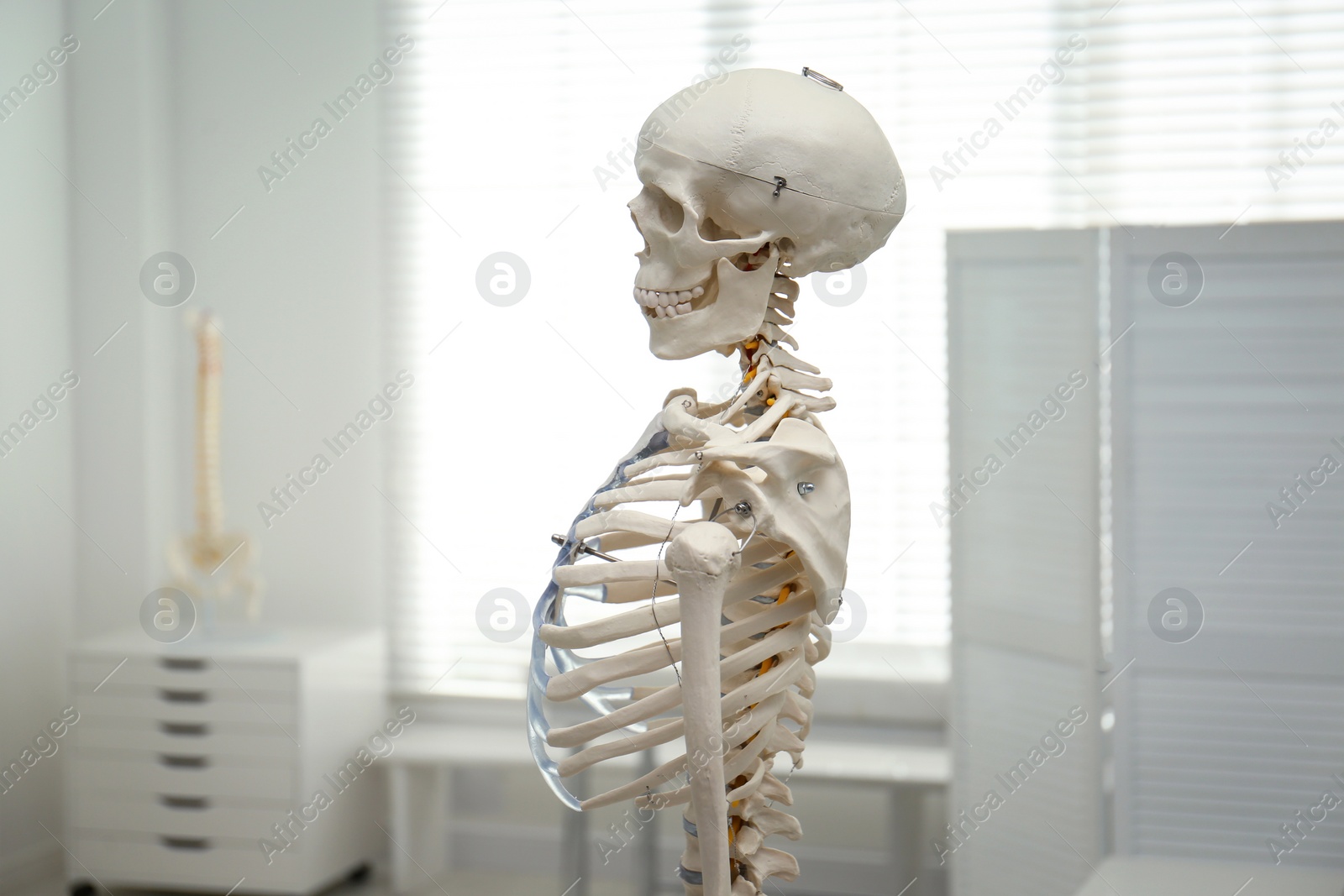 Photo of Human skeleton model in modern orthopedist's office