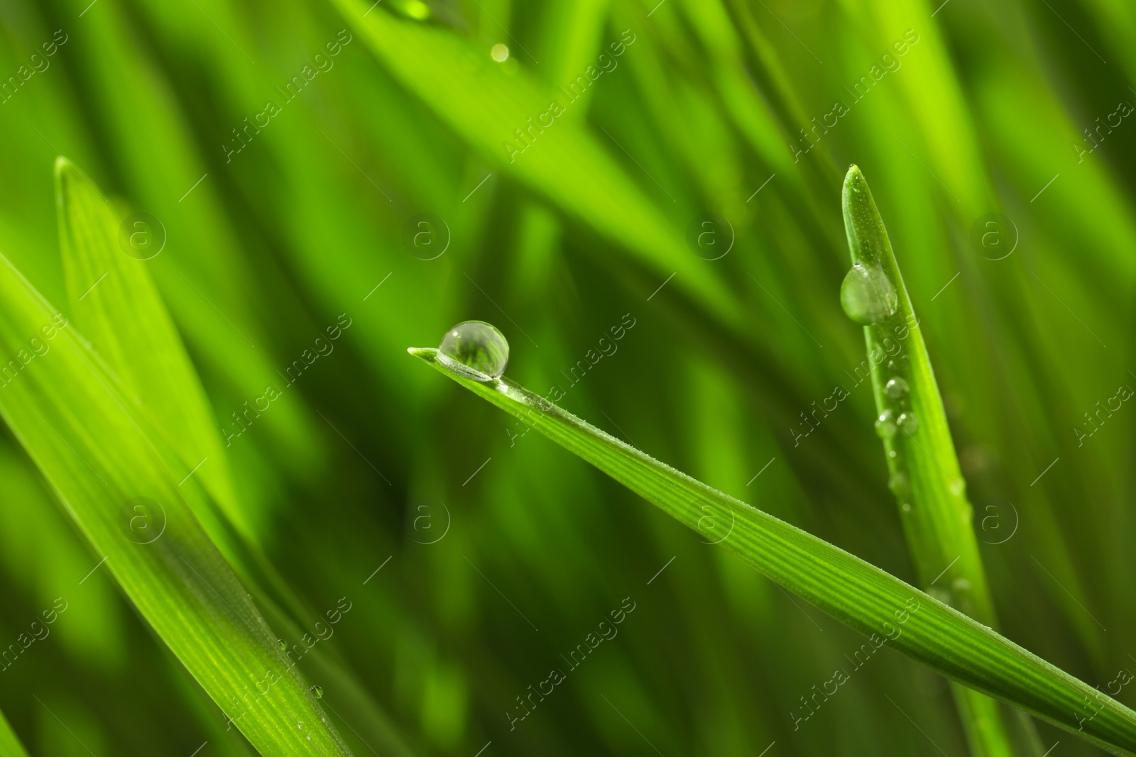 Photo of Green lush grass with water drops on blurred background, closeup