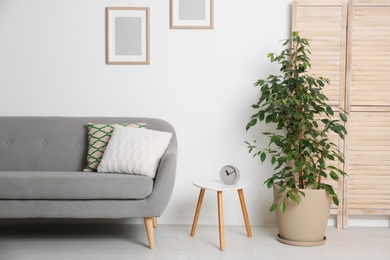 Photo of Stylish living room interior with sofa and houseplant near white wall