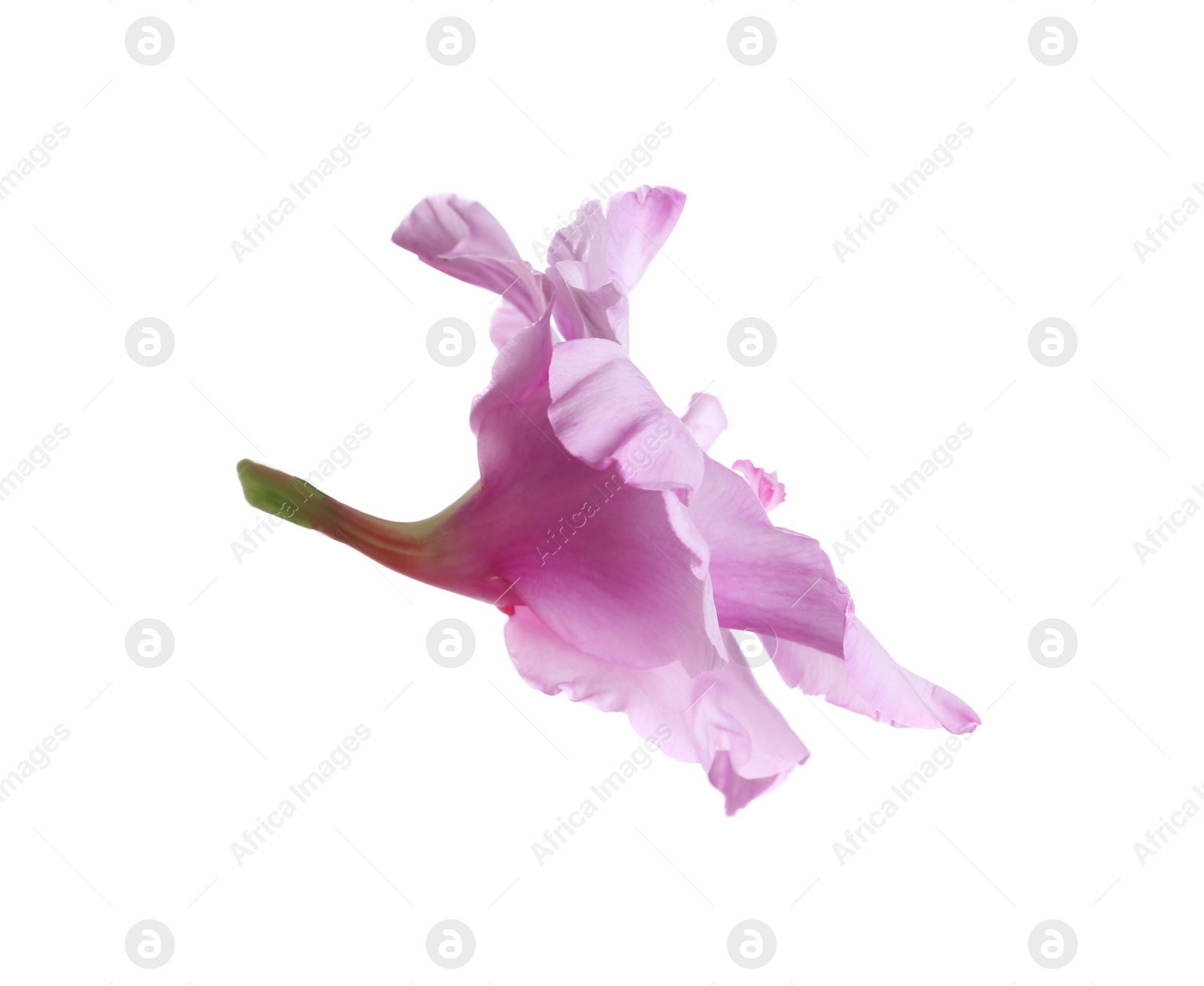 Photo of Beautiful delicate gladiolus flower on white background