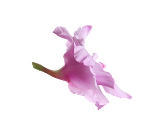 Photo of Beautiful delicate gladiolus flower on white background