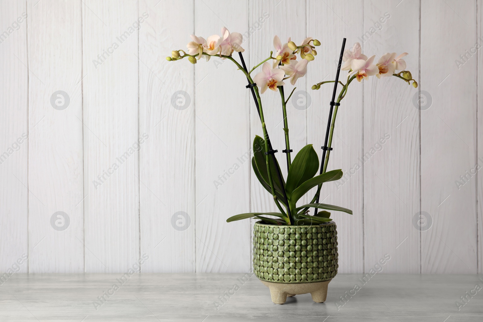 Photo of Beautiful orchid flower on light gray table against white wooden background. Space for text