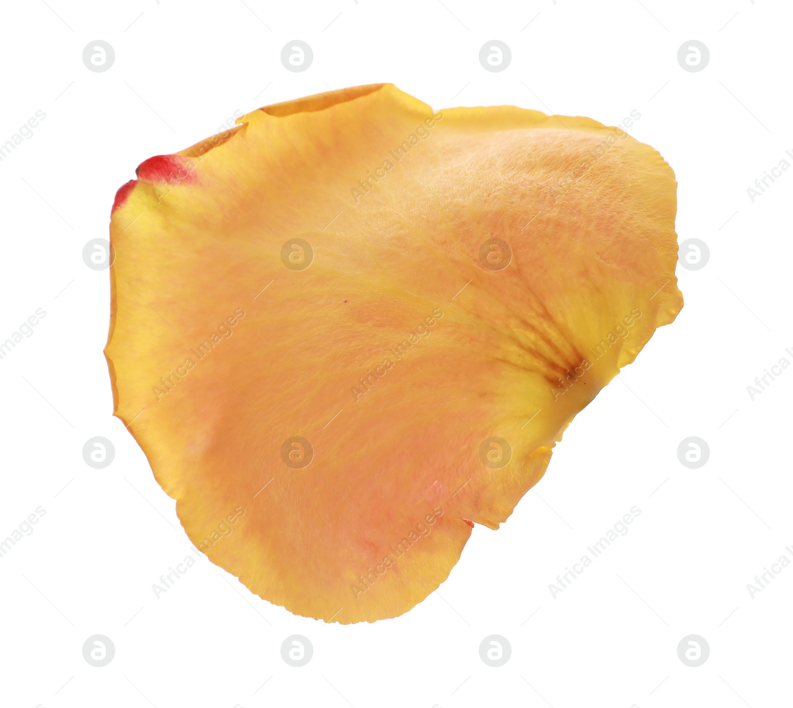 Photo of Beautiful yellow rose petal isolated on white