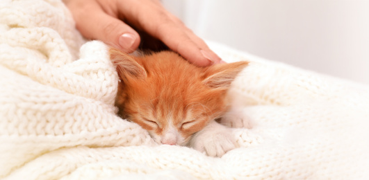 Image of Woman stroking sleeping little kitten on white knitted blanket, banner design. Lovely pet