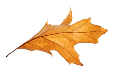 Photo of Beautiful autumn leaf on white background. Fall foliage