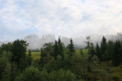 Photo of Picturesque view of beautiful foggy forest in morning