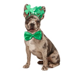 Image of St. Patrick's day celebration. Cute French Bulldog wearing headband with clover leaves and green bow tie isolated on white