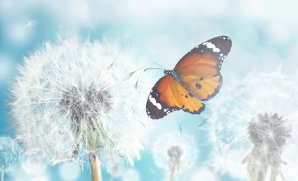 Image of Beautiful butterfly and delicate fluffy dandelions on sunny day 