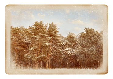 Old paper photo. Picturesque view of beautiful forest covered with snow