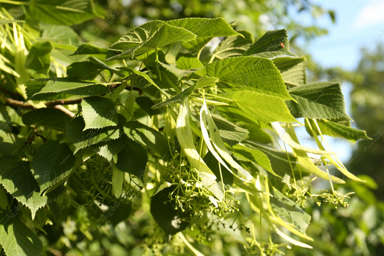 Photo of Closeup view of blossoming linden tree outdoors on sunny spring day