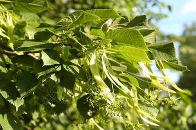 Closeup view of blossoming linden tree outdoors on sunny spring day