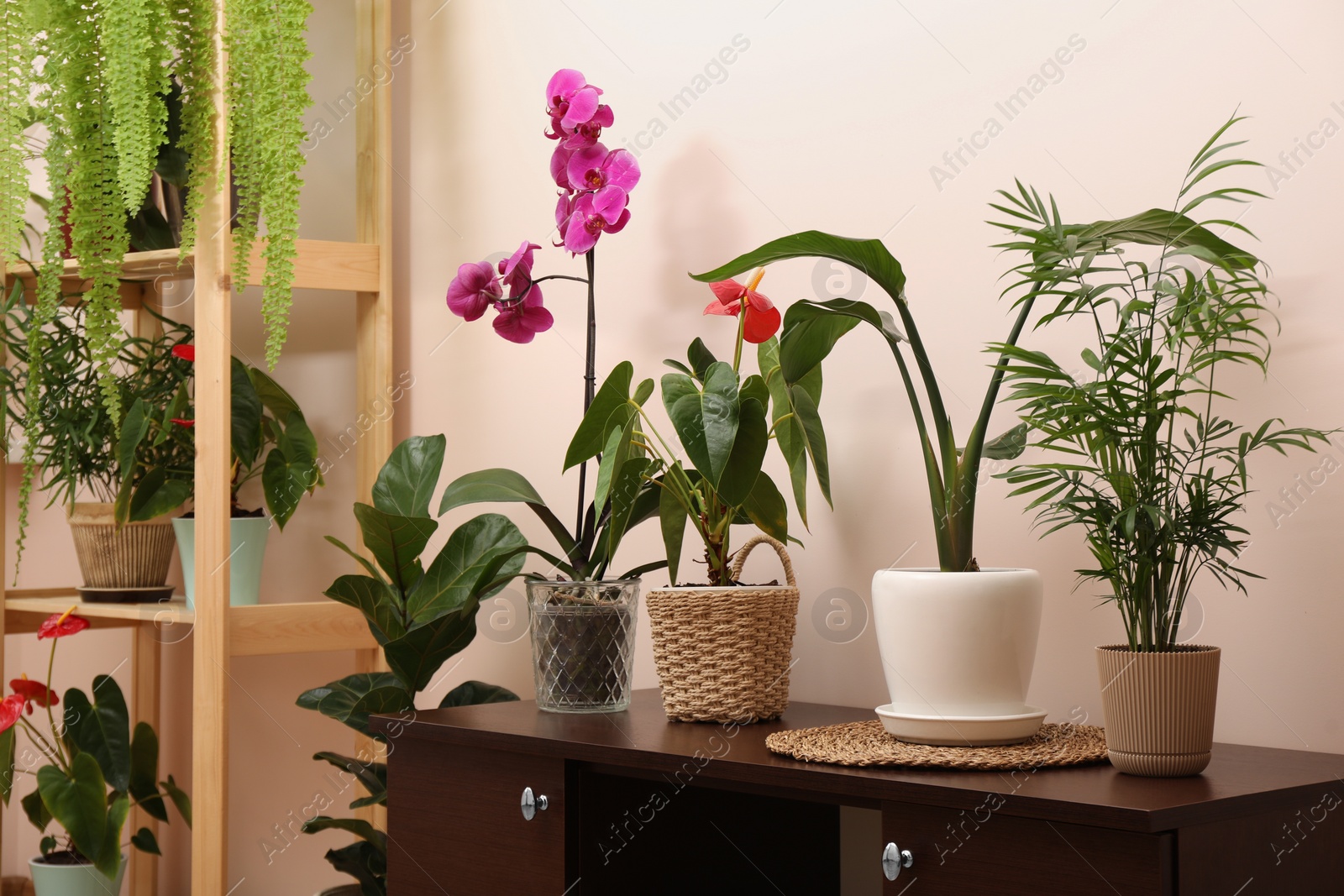 Photo of Beautiful houseplants in pots indoors. House decor