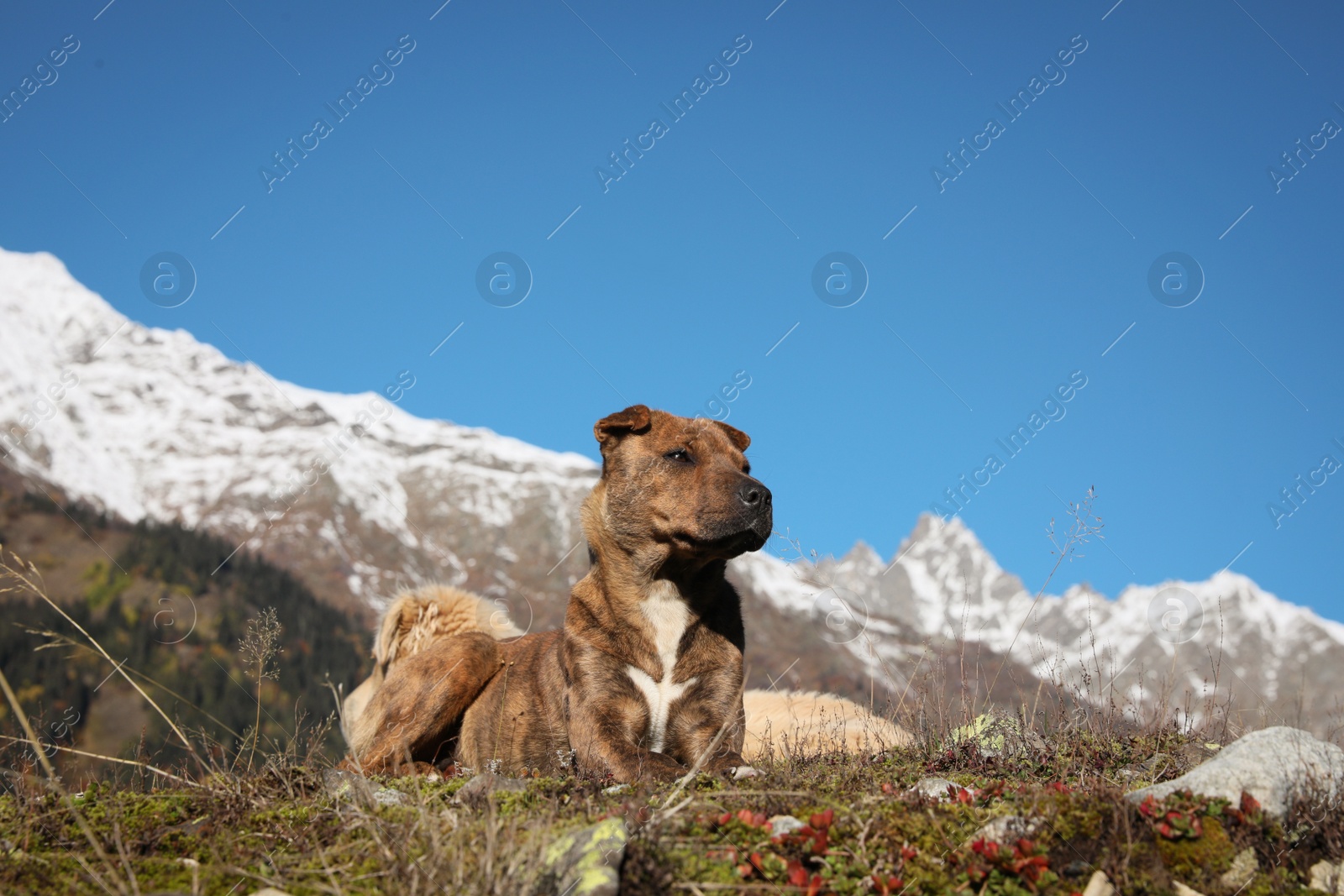 Photo of Adorable dogs in mountains on sunny day