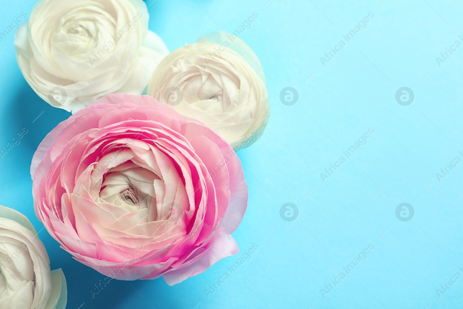 Photo of Beautiful ranunculus flowers on color background