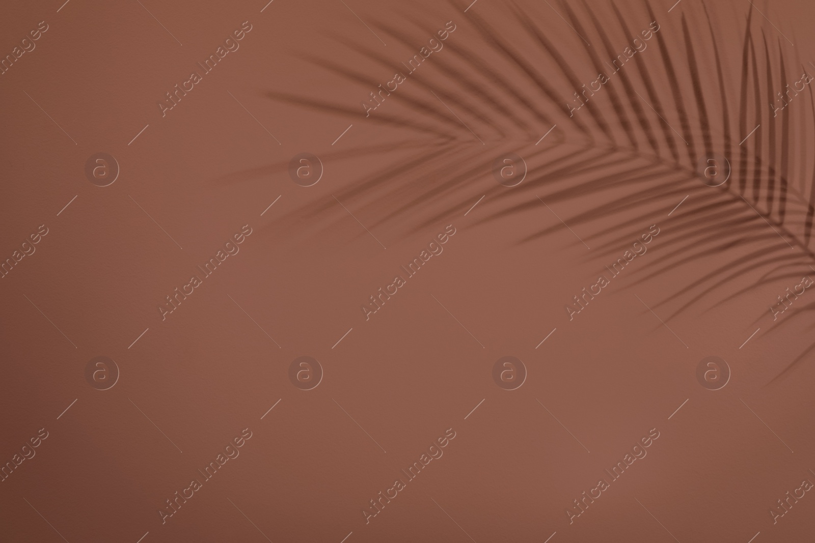 Photo of Shadow of tropical palm branch on brown wall. Space for text