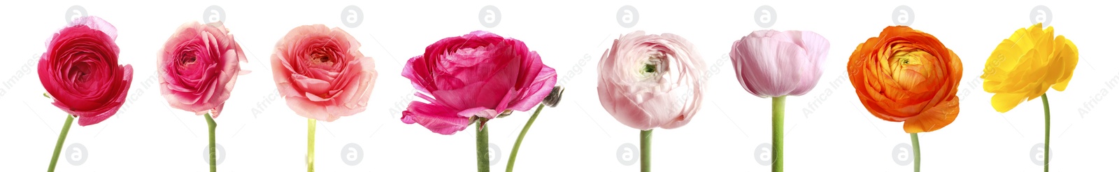 Image of Set with beautiful spring ranunculus flowers on white background. Banner design