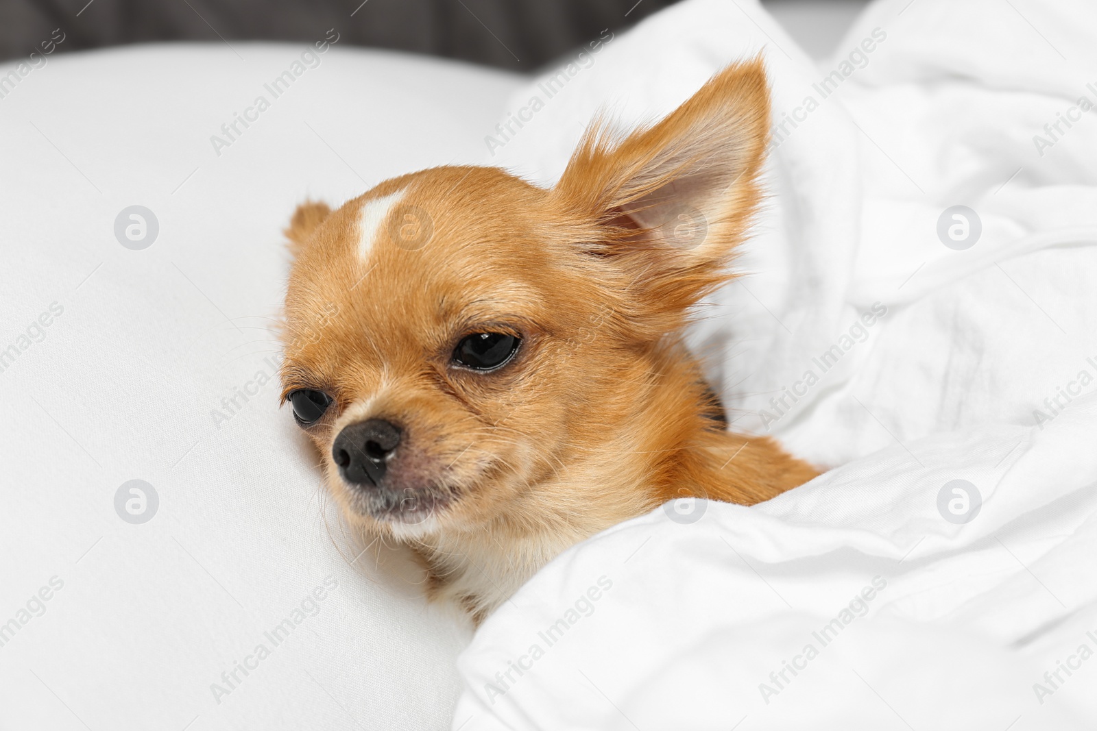 Photo of Cute small Chihuahua dog lying in bed