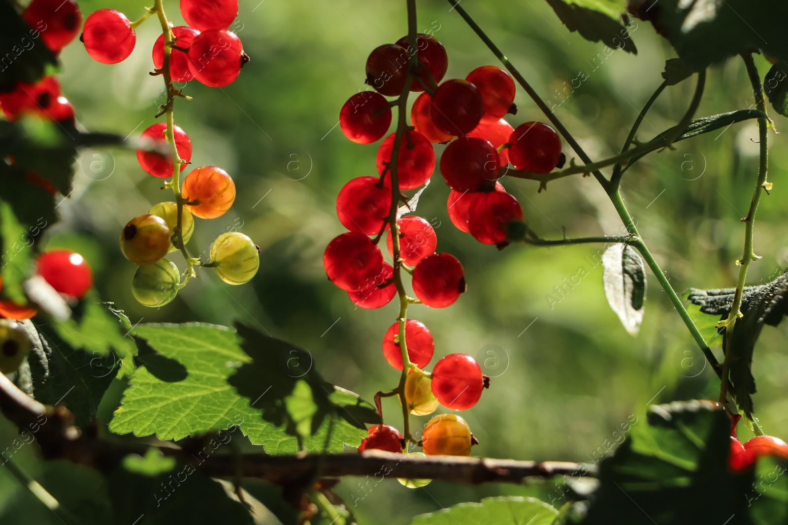 Photo of Closeup view of red currant bush with ripening berries outdoors on sunny day