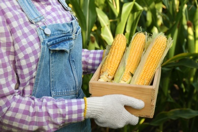 Photo of Woman holding wooden crate with fresh ripe corn on field, closeup