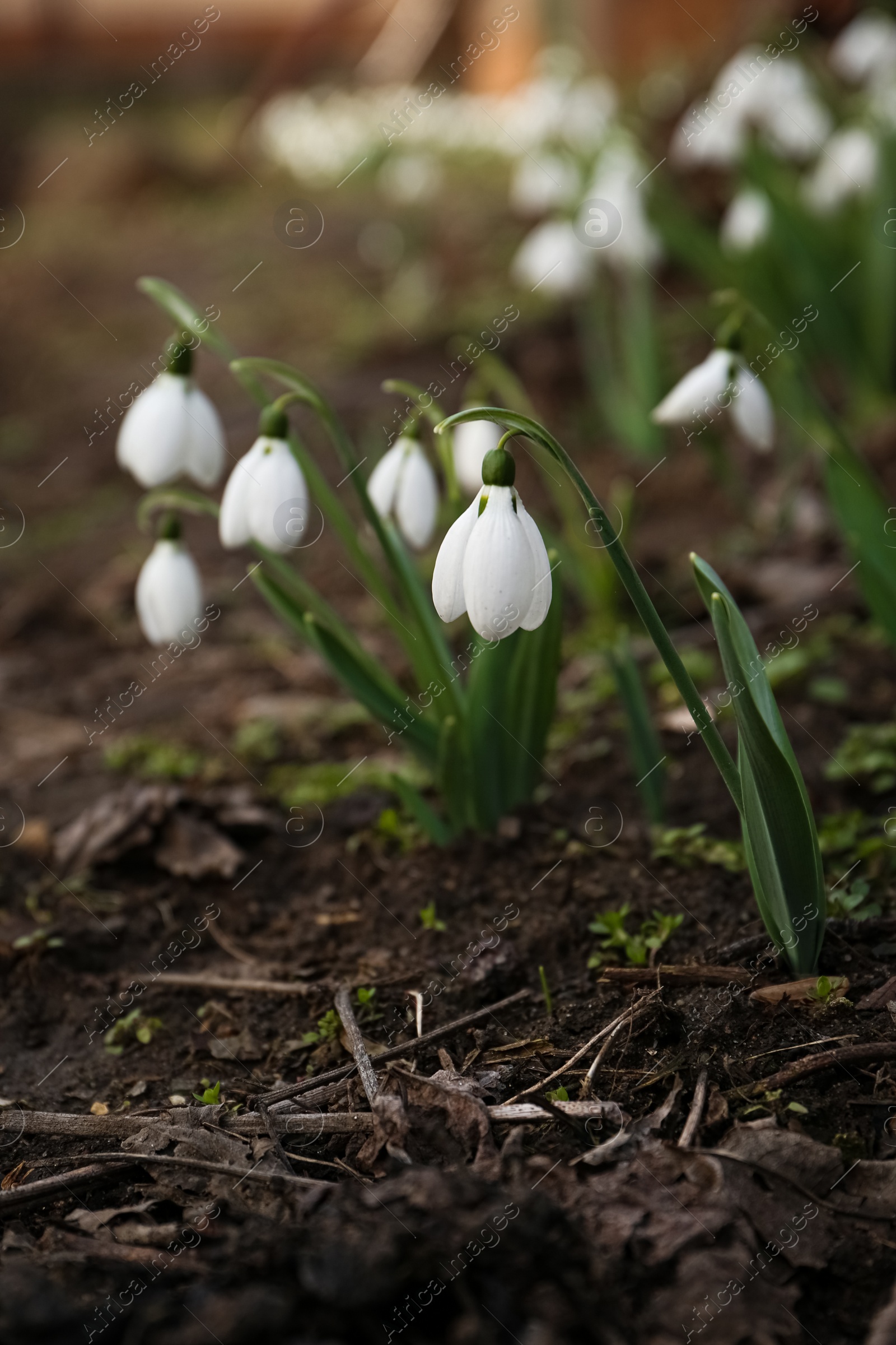 Photo of Beautiful white blooming snowdrops growing outdoors. Spring flowers