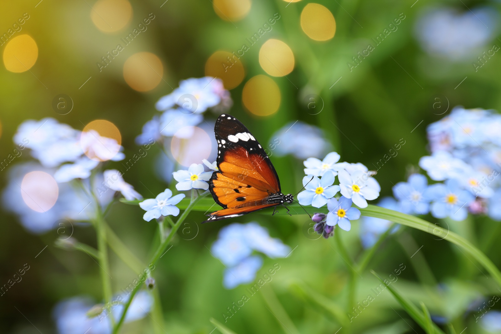 Image of Beautiful butterfly on forget-me-not flower in garden, closeup. Bokeh effect