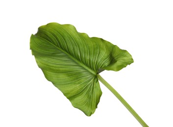 Photo of Beautiful green calla lily leaf on white background