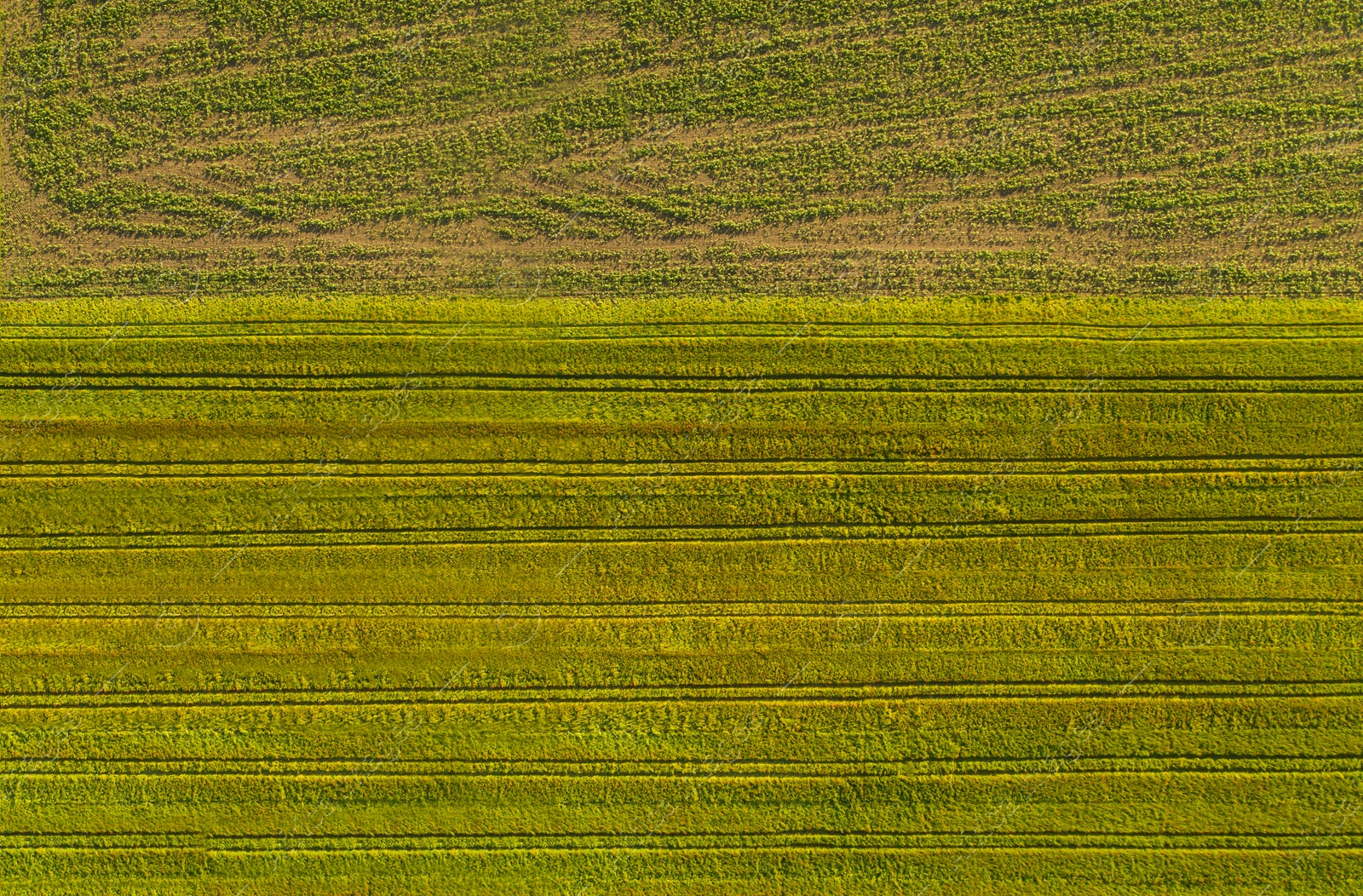 Image of Aerial view of poppy field outdoors on sunny day