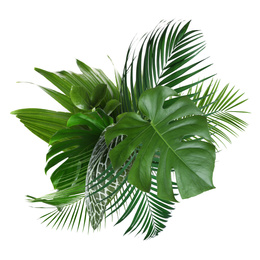 Image of Different fresh tropical leaves on white background