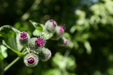 Photo of Beautiful burdock plant with flowers outdoors on sunny day, closeup. Space for text