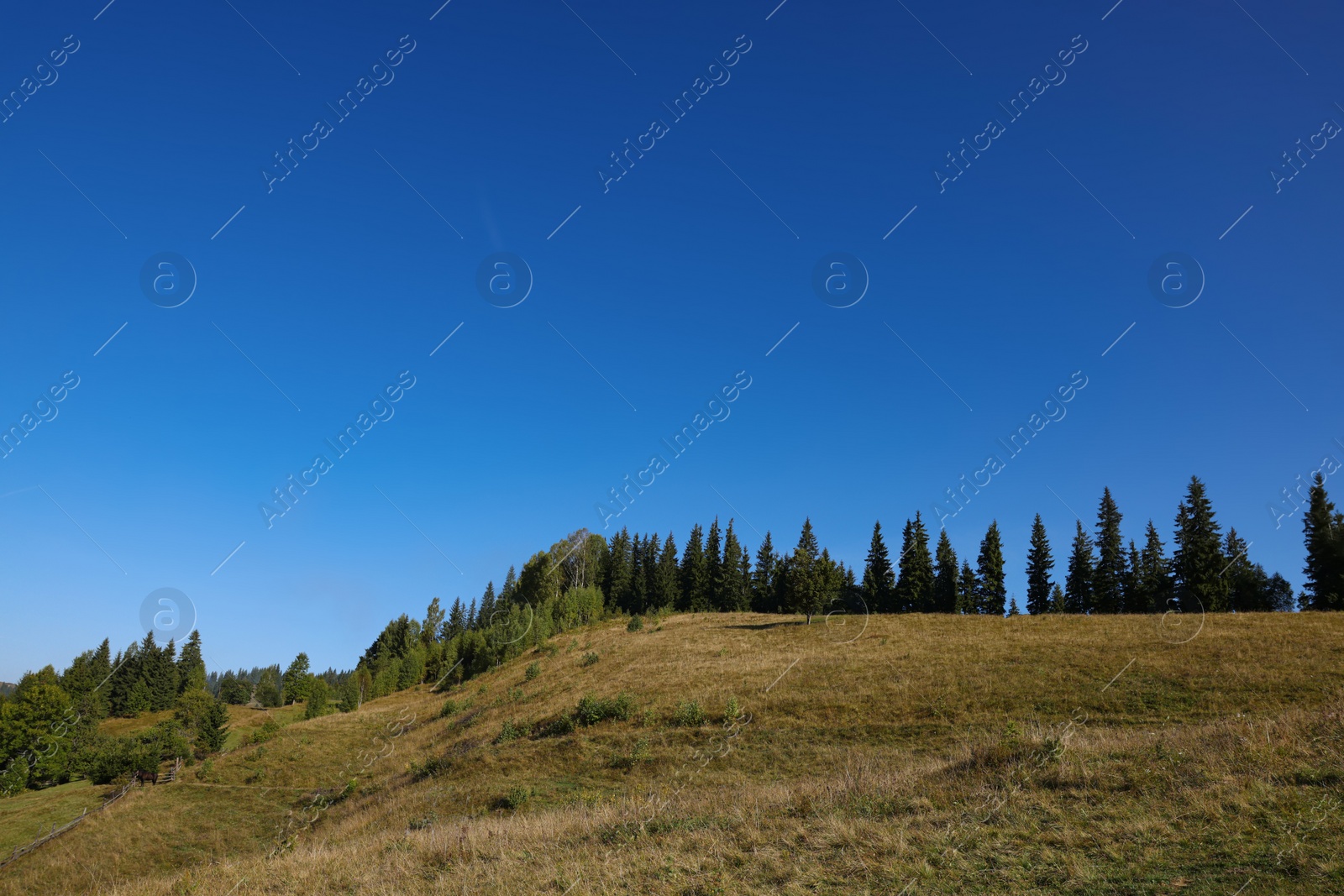 Photo of Trees growing on mountain hill in morning