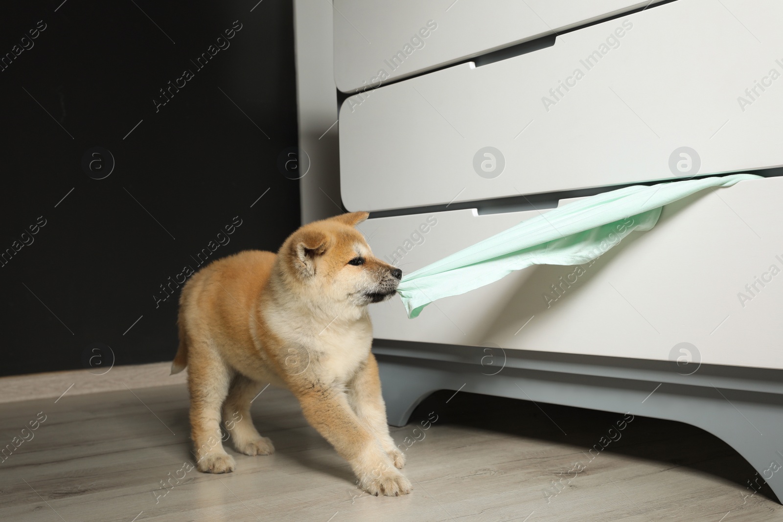 Photo of Adorable Akita Inu puppy stealing clothes from commode at home