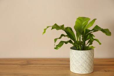 Photo of Beautiful fern in pot on wooden table, space for text