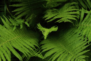 Beautiful fern with lush green leaves growing outdoors, closeup