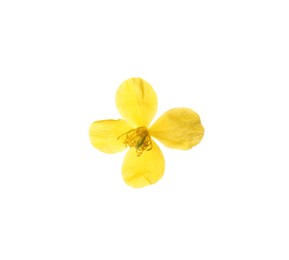 Beautiful yellow celandine flower isolated on white