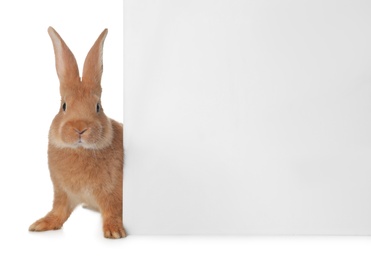 Photo of Cute bunny isolated on white. Easter symbol