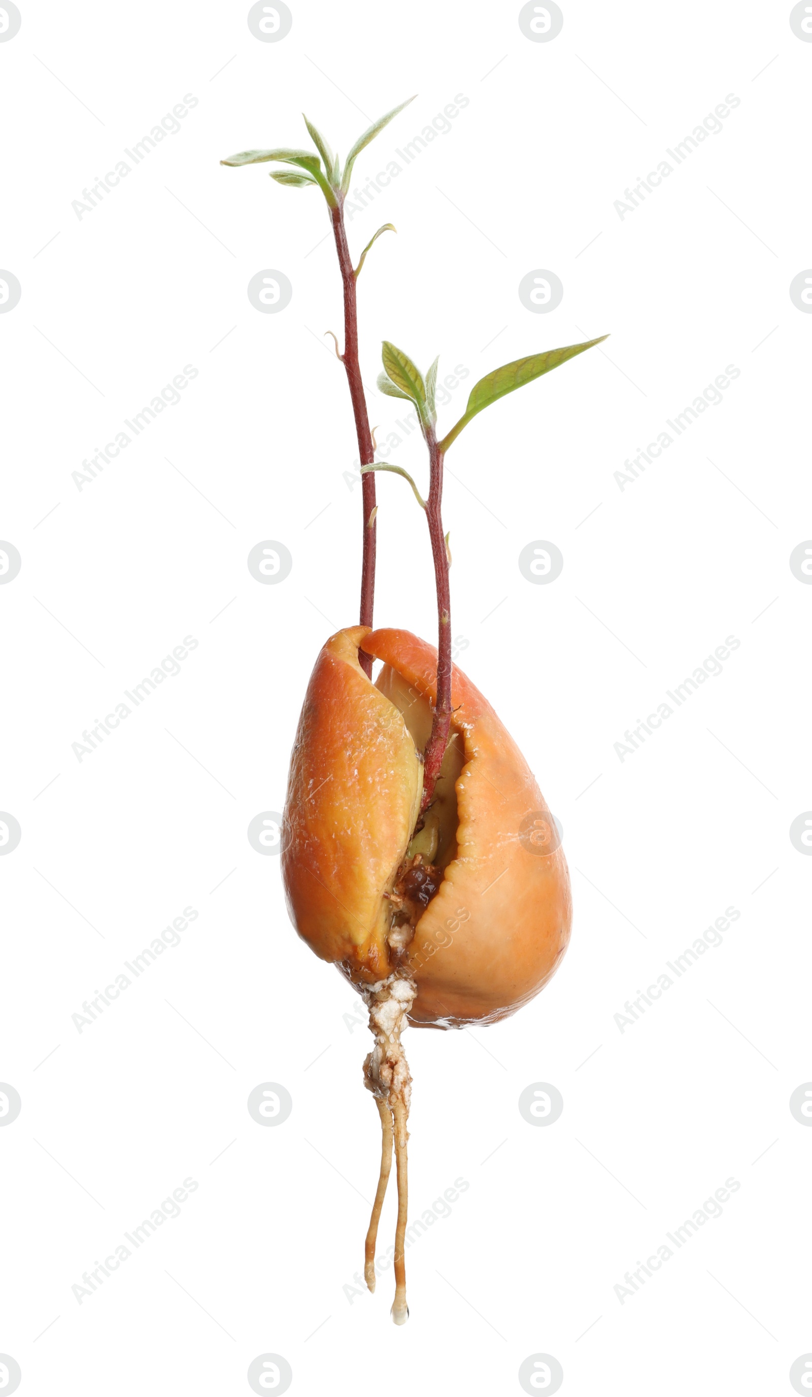 Photo of Avocado pit with sprout and root on white background