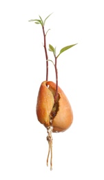 Photo of Avocado pit with sprout and root on white background