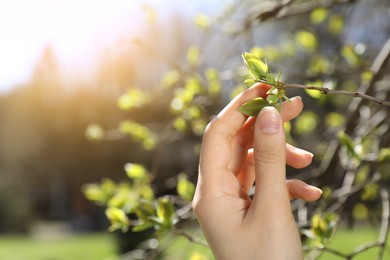 Woman touching tree branch with delicate fresh leaves outdoors on sunny day, closeup