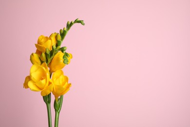 Photo of Beautiful yellow freesia flowers on pink background. Space for text